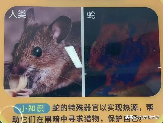 罗威纳犬复仇电影高清:八国联军攻陷北京后，哪个国家军队最坏？