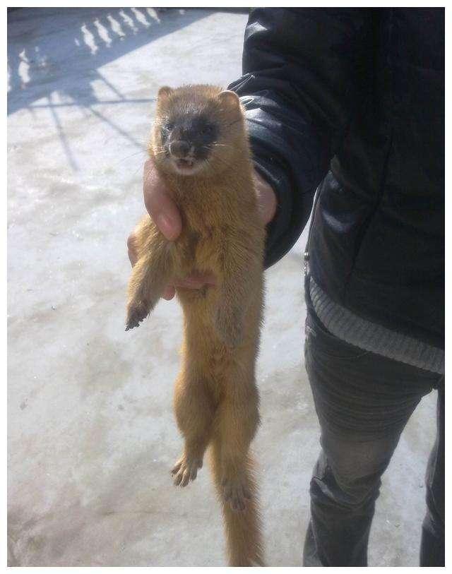 黄鼠狼最喜欢吃什么它的天敌是谁