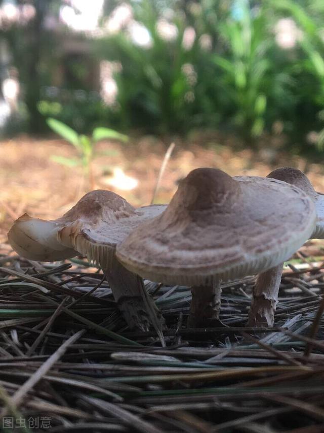 什么食品可以放10年以上还可以吃？插图46