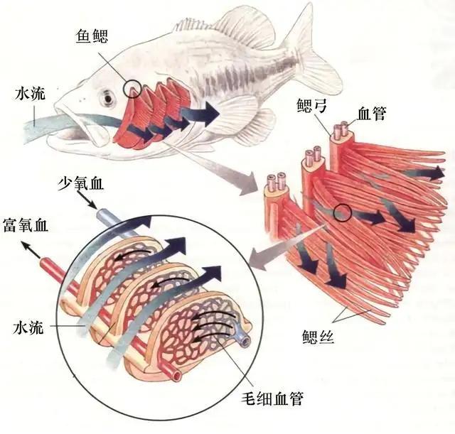 鱼鳃原理图片