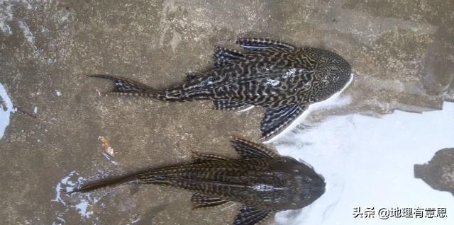 亮点水族箱如何除粪便:鱼缸清理粪便不用过滤器买点螺之类的或者清道夫可以吗？