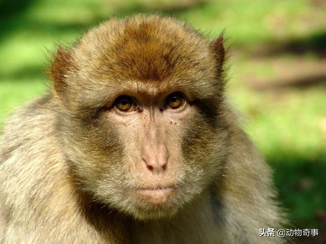 孙悟空存不存在在世界上，猴子，为什么未能被人类驯化成“家养动物”