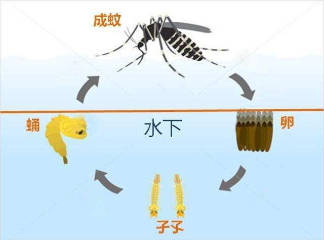 死亡繁殖:对人类来说，死亡和永生哪个更残忍？