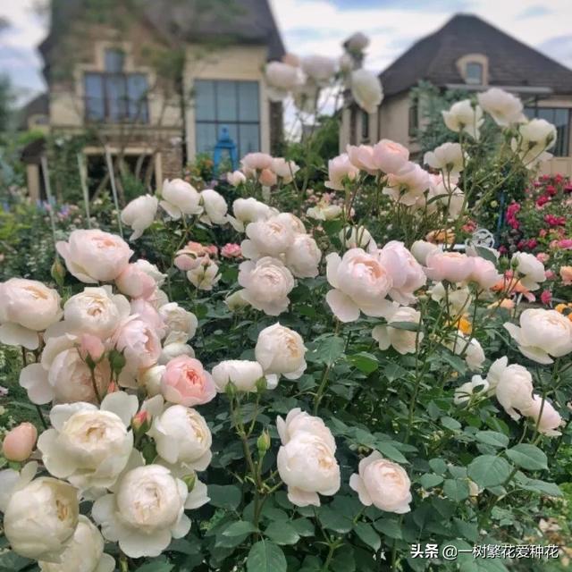 最香的几款月季品种是什么？插图111