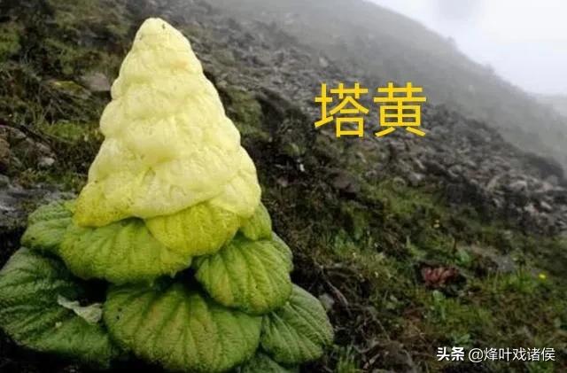 今年喜马拉雅山帝王花图片:喜马拉雅山400年一见的帝王花 有一种兰花叫“鬼兰”，一朵花能换一套房子，是真的吗？