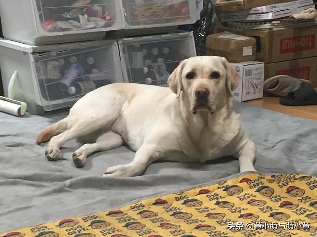 腊肠犬图片:有哪些适合养在家里的狗狗？