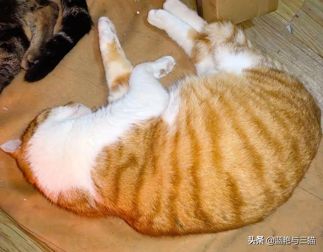 愤怒的猫咪下载:有哪位网友能分享一下交易猫的经历吗？