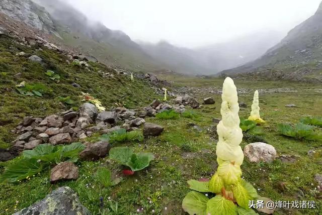 今年喜马拉雅山帝王花图片:喜马拉雅山400年一见的帝王花 有一种兰花叫“鬼兰”，一朵花能换一套房子，是真的吗？