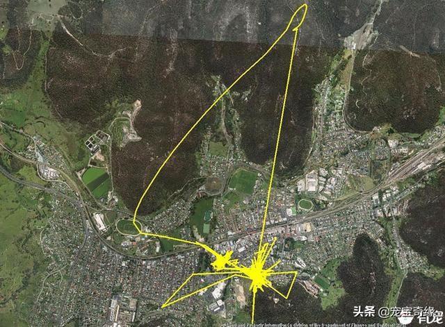 现在的家养猫一辈子不出门对他们来说真的好吗？插图43