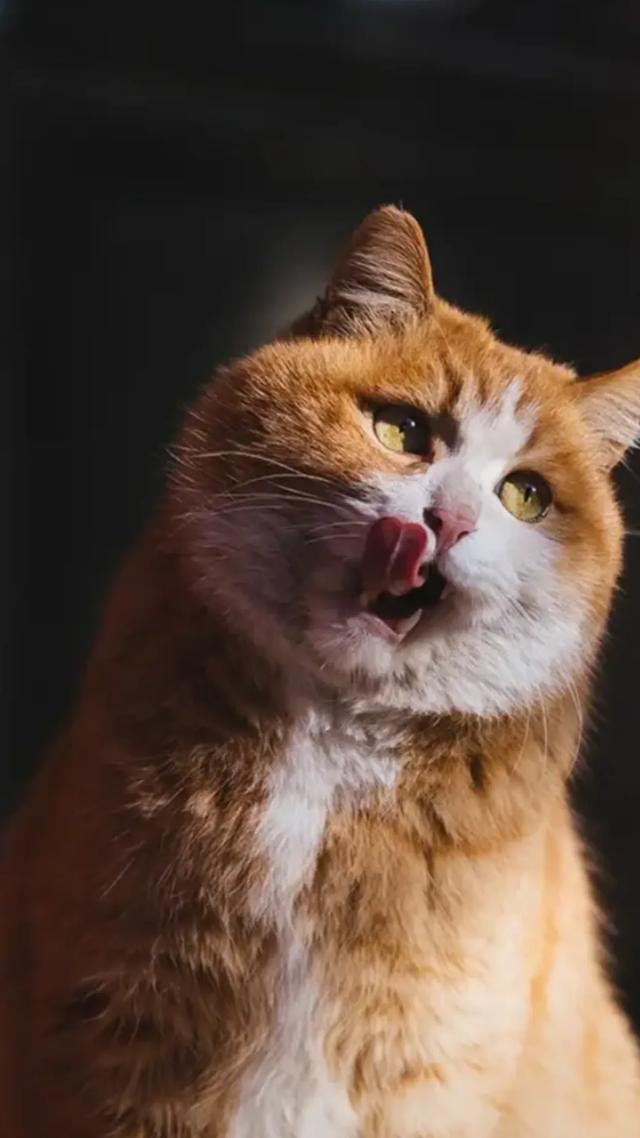 tag 猫猫表情网:你的猫拍表情相片吗？你都有哪些好看的图片呢？