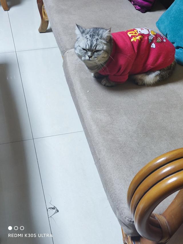 为什么猫更喜欢跟女主人玩耍？插图16