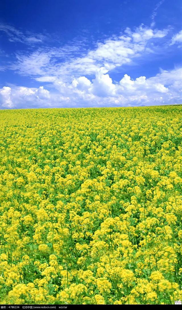 现在农民种植什么最赚钱？