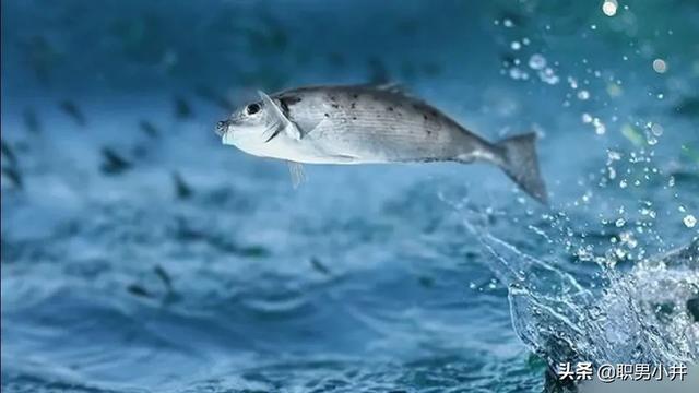 胭脂鱼还有多少条，鄱阳发现罕见野生胭脂鱼，这是一种什么鱼