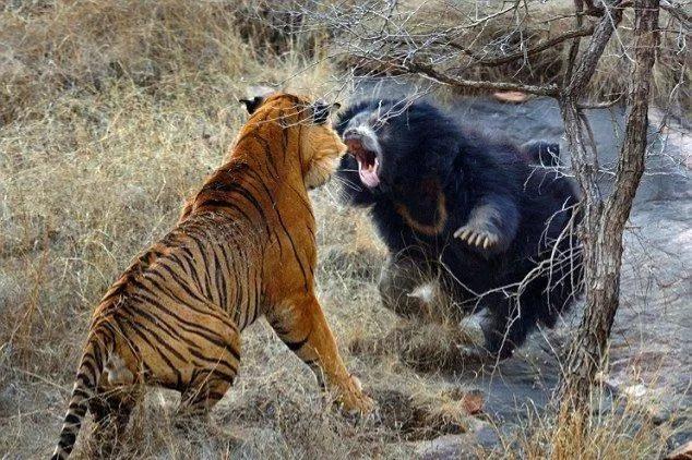 为什么熊经常被老虎猎杀？