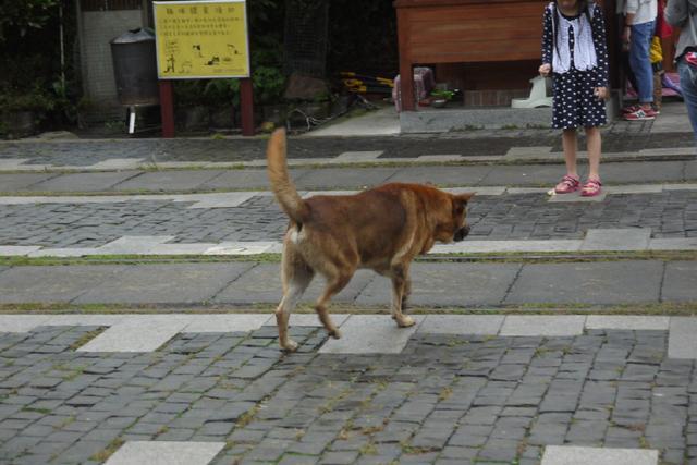 澳洲野犬分布在中国:澳洲野狗和中华田园犬那么相似，它们之间有联系吗？