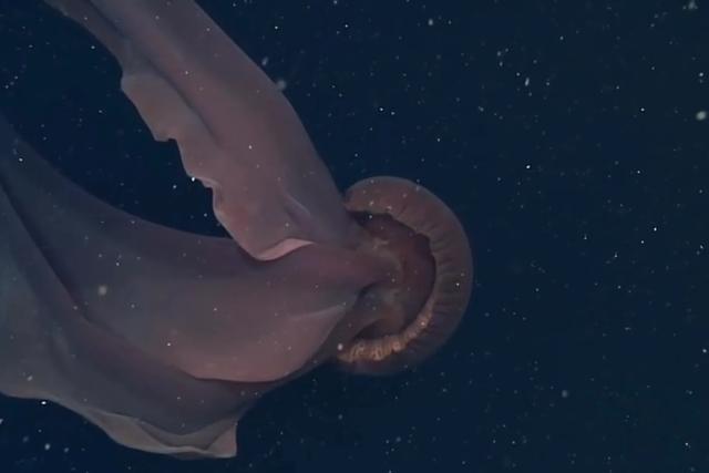 海底一万米有多恐怖:人类现在可以到达海底最深处了吗