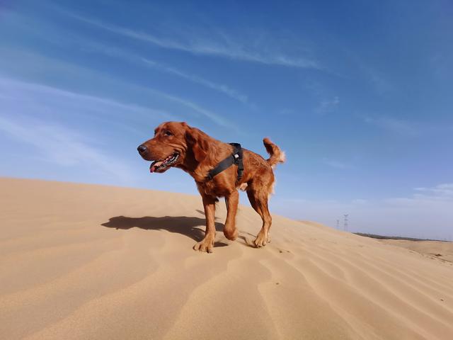 大型宠物犬品种大全及图片:什么大型犬颜值高还护主？