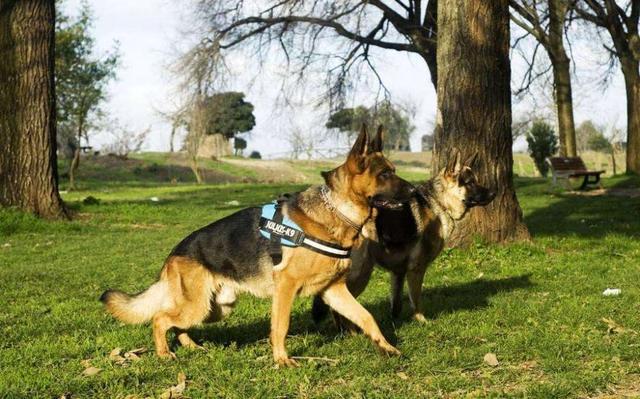 石家庄警犬图片:中国本土培育的哪种狗可以作为警犬？为什么？