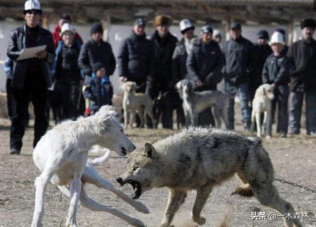 狩猎犬俱乐部:为什么狼群不敢攻击有牧羊犬保护的羊群？狼群难道打不过一条狗？