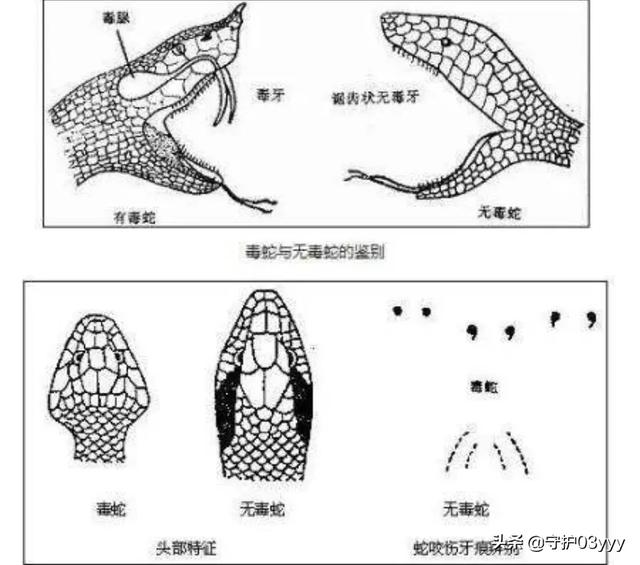 魔兽世界噬鱼蛇哪里有:钓鱼钓到了蛇，该怎么赶跑它？如果它咬着鱼线不放，该怎么办？