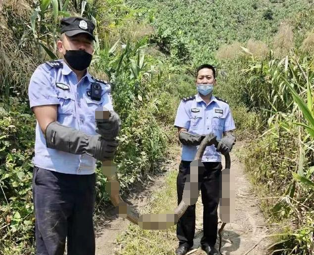 帝皇眼镜蛇王养殖:3斤重眼镜王蛇是成体吗？