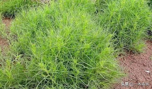 热沃当怪兽为什么专门攻击人类:风滚草入侵全球，在美国堵路淹没房屋，为什么在我国活不过成年？