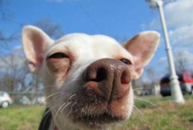 狗狗对屠夫会害怕，在野外屠夫遇到狼是否一样，狼也会怕？插图18