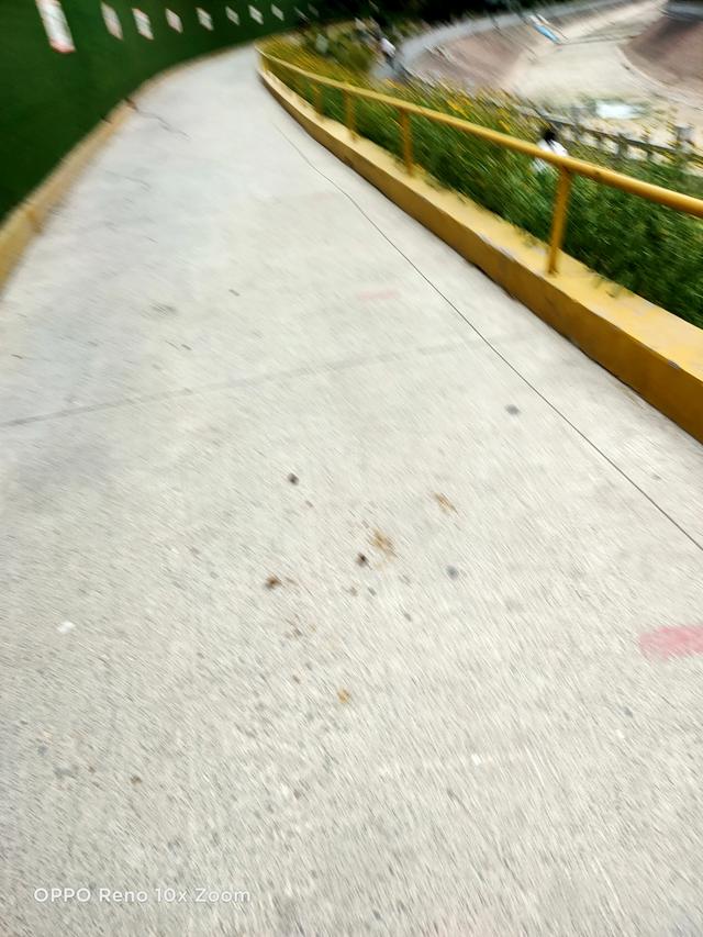 排泄物:小区里养狗，狗狗的排泄物，主人应不应该处理干净？