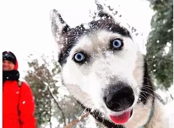 狗的命门在哪里？被大型犬追咬时，怎样做才是正确的自救方法？插图8