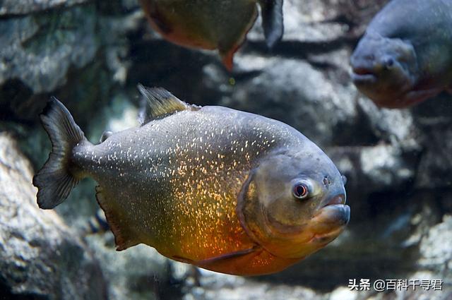 食人鱼怎样保护小食人鱼:媒体报道，巴拉圭食人鱼袭击导致4人死亡数十人受伤，怎么回事？
