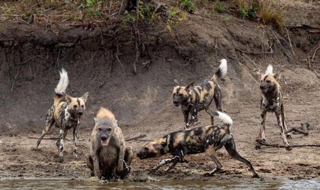 野狗和鬣狗谁的战斗力更强，非洲鬣狗和非洲野狗哪一个更加厉害一点