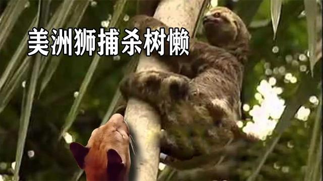 树懒和考拉的区别2:树懒这种防御能力较弱的物种，为什么没有被灭绝？