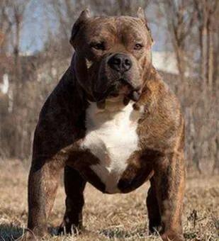 海蓝兽对比特犬:一百斤的比特犬可以打的过猞猁吗？为什么？