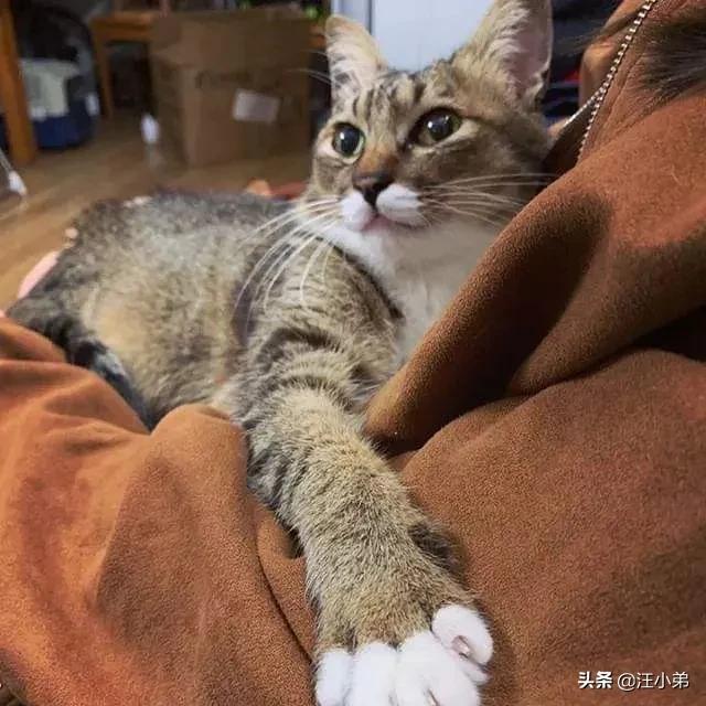 为什么猫更喜欢跟女主人玩耍？插图13