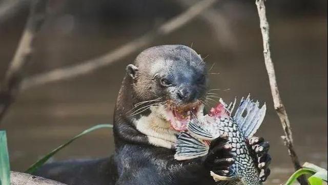 水獭是不是猫科动物:为什么说水獭是水中平头哥，在亚马逊河谁能打的过水獭，为什么？