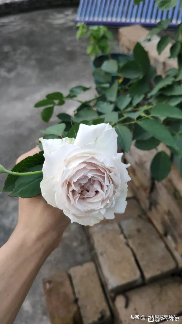 最香的几款月季品种是什么？插图130