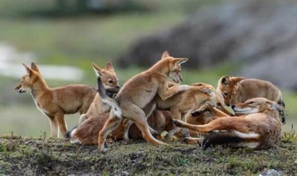 澳洲野犬长途奔袭30公里:如果把20只作战的警犬放进非洲大草原里，它们能存活一个月吗？