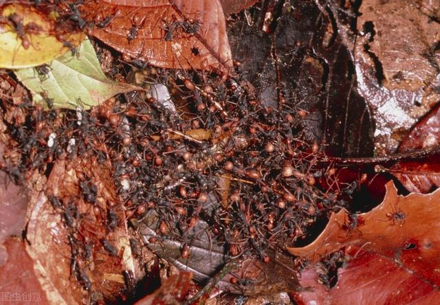 精选优质答案:2000年电影《食人蚁军团》上映,片中无数食肉蚁密密麻麻