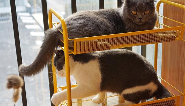 猫惊尸:人去逝后为什么不充许猫从身上跳过？有什么讲究？