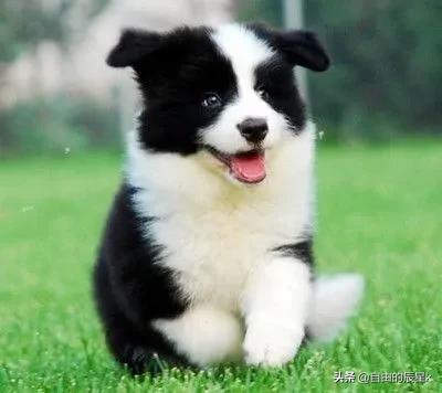 聪明的狗:世上智商排行前三的犬种是哪三种狗？有何依据？