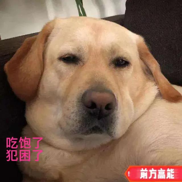 肥狗:养只胖狗是个怎么样的体验？