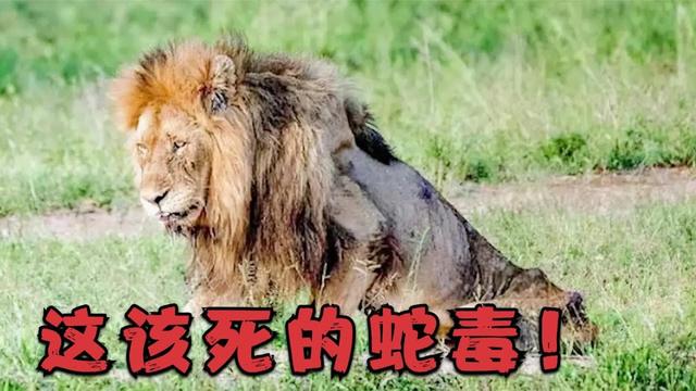 泰国孟加拉眼镜蛇:为什么有些狮子被眼镜蛇咬了还能活下来？