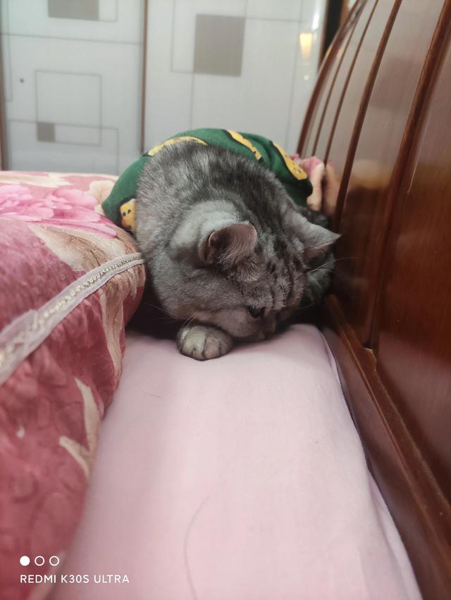 猫咪:大家真的能接受猫咪上床吗？