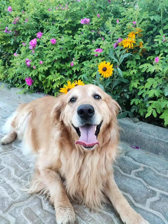 养狗之后，家里为什么会那么臭？插图5