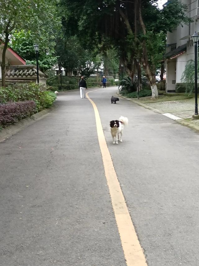k流浪狗的故事漫画:你在家门口有遇见过遛狗不栓狗绳的事情吗？有什么故事分享吗？