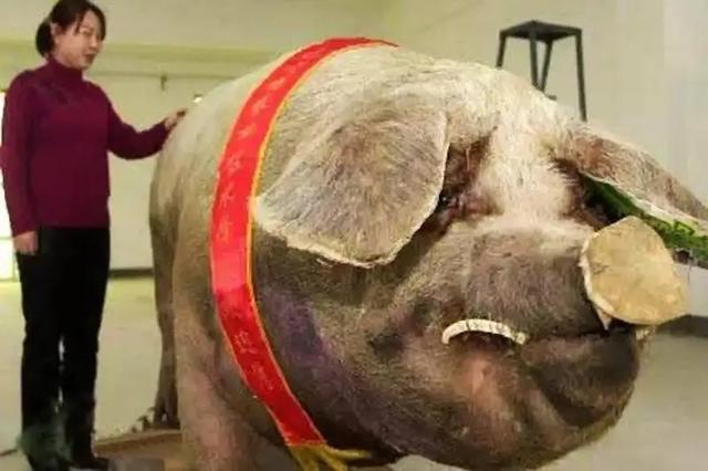 攻击性强的群居动物:据说家猪放生会一年内野化成有獠牙的野猪，这是什么原理？
