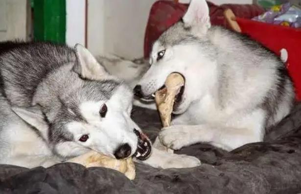 肉食狗:狗狗是最爱吃肉还是骨头？