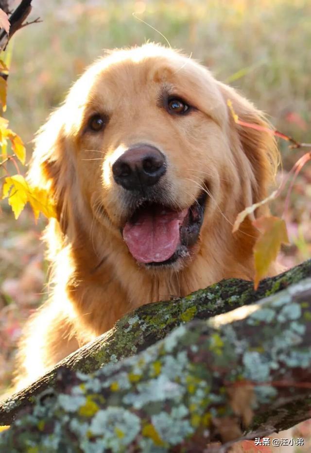 金毛犬有什么缺点？插图25