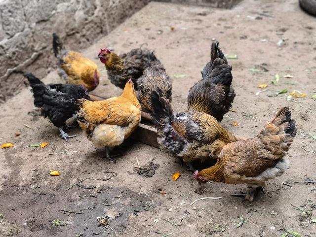 雞吃飼料激素的雞蛋好嗎(現在雞吃那麼多激素,每天給孩子吃一個雞蛋好