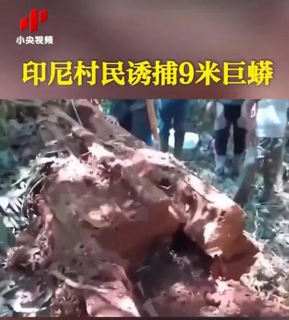水蚺蛇图片:世界第一巨蛇真实照片水蚺 巨蟒有多可怕？普通人在野外遇到巨蟒该如何求生？